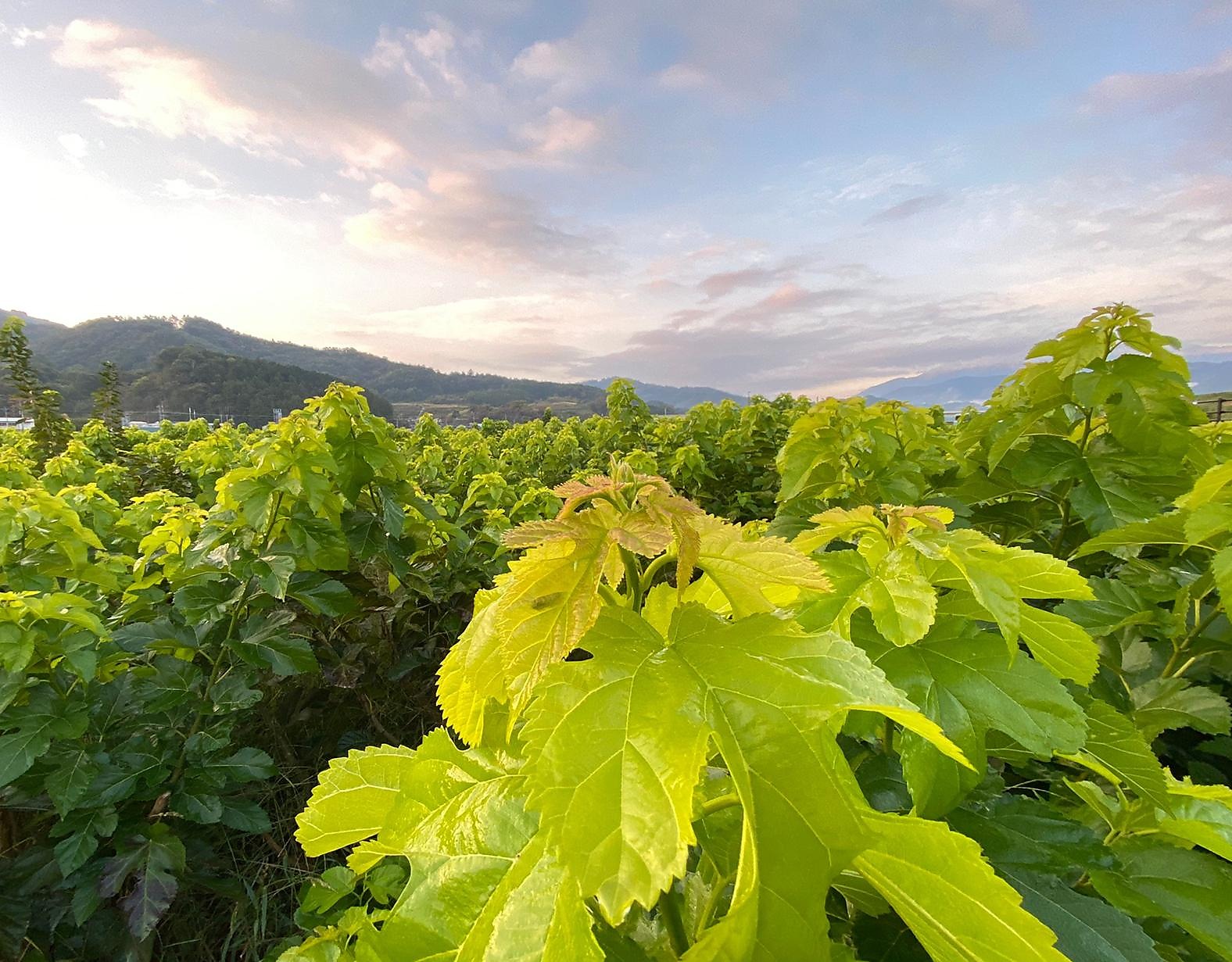 Kuwanosato mulberry farm fields at golden hour with mountains in the background